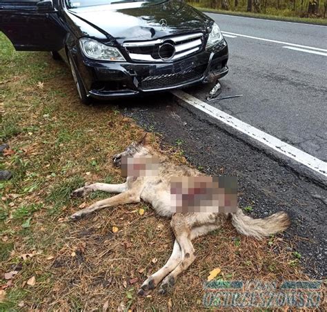 Wilk rozjechany przez auto OSTROW24 tv Ostrów Wielkopolski