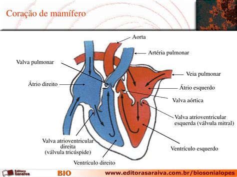 Ppt Sônia Lopes Powerpoint Presentation Free Download Id6132057