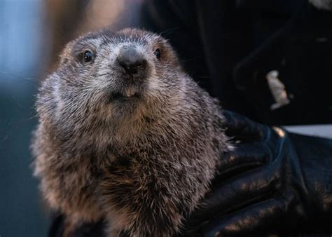 The Alternative Groundhogs Vying for Punxsutawney Phil's Weather ...