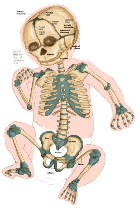 Sistema Seo De Un Beb Cuerpo Humano