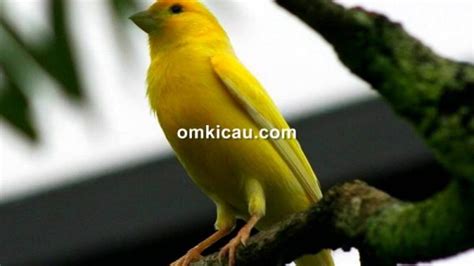 Suara Burung Kenari Paud Belajar Bunyi Kenari Sakinah