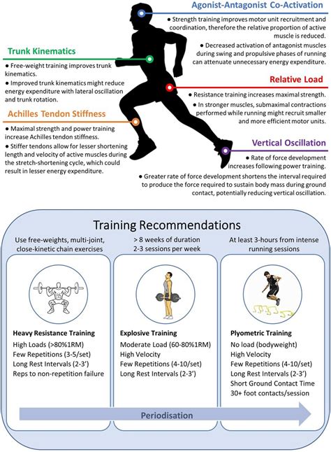 Infographic Strength Traininginduced Adaptations Associated With