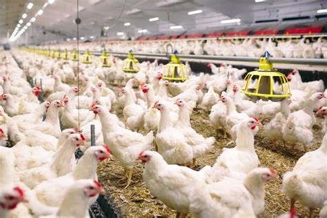 Inilah Cara Memulai Bisnis Ayam Potong Sukseskan Usaha Anda