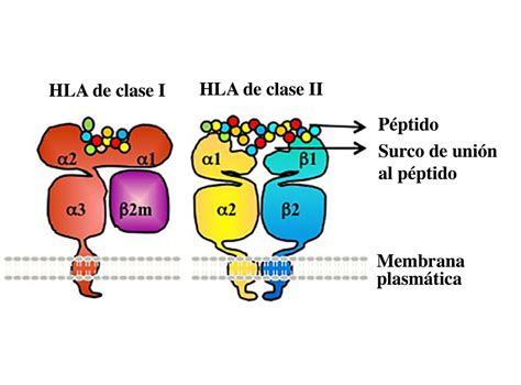 Cómo Funciona La Presentación De Antígeno Leucocitario Humano Hla