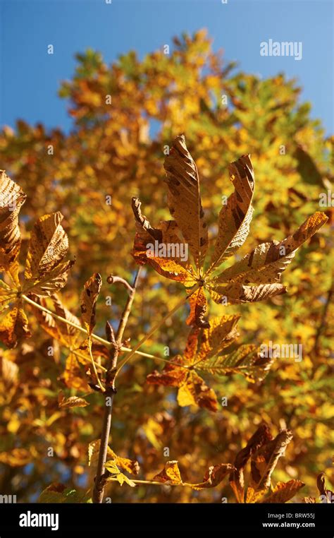 Trees in fall colors, forest in autumn Stock Photo - Alamy