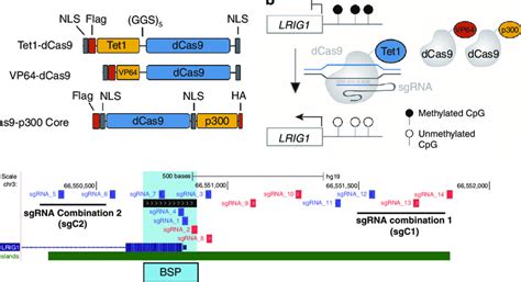 Targeting Lrig1 Using The Dcas9 Transactivation System A Schematic Download Scientific Diagram