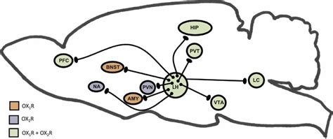 Orexin Function Production And Receptor