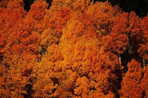 Red Aspen Photograph By Michael Courtney Fine Art America