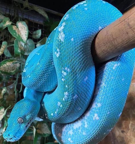 Fangs And Thangs On Instagram Have You Seen A Blue Green Tree Python