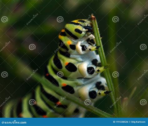 Butterfly Mahaon. Papilio Machaon Larva in Close-up Stock Photo - Image ...