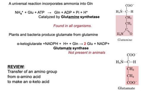 MCDB 310 Overview Of Amino Acid And Nucleotide Synthesis Flashcards