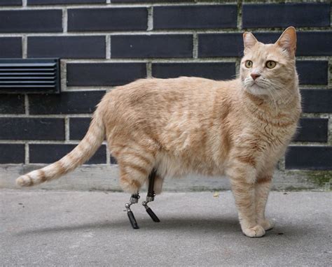 Bionic Cat Vito Becomes ‘superstar With His Prosthetic Legs Design