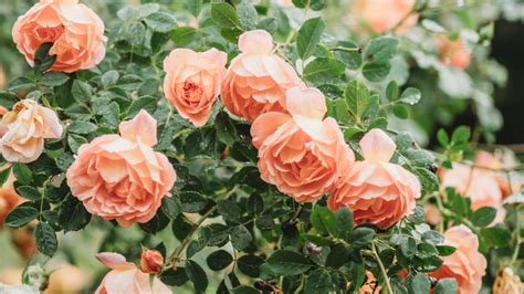 The Best Time Of Year To Plant Roses According To A Gardening Expert