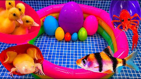 Colorful Surprise Eggs Duck Ducklings Lobster Snake Koi Fish Frog