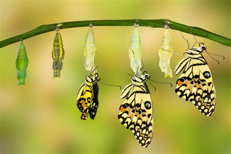 Vom PMO zum Transformation Office (TMO) | BankingHub
