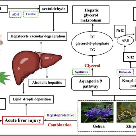 GH ZJZ Combination Against Acute Alcohol Induced Liver Injury In Mice