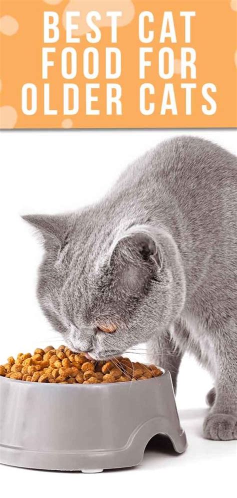 Best Cat Food For Older Cats Choosing The Right Senior Cat Food | Hot Sex Picture