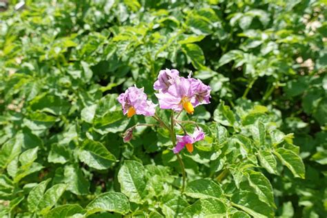 Do Potatoes Need To Flower To Produce Tubers Tiny Garden Habit