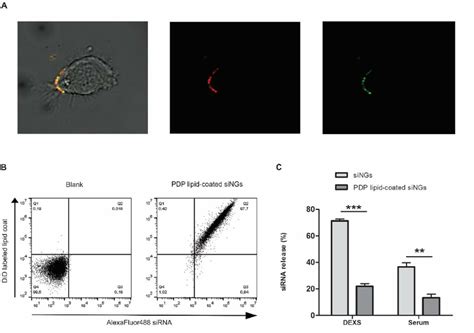 The Coupling Of Sirna Loaded Nanoparticles To The Surface Of Cd T