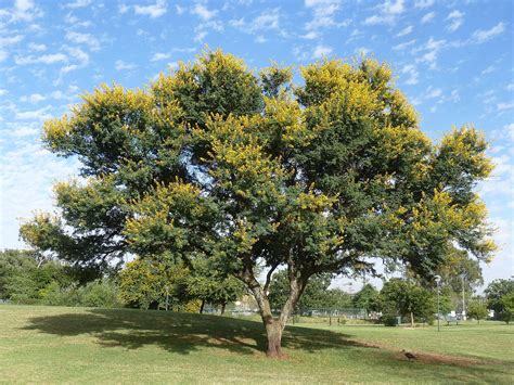 Especies De Acacia Más Populares Para Los Jardines