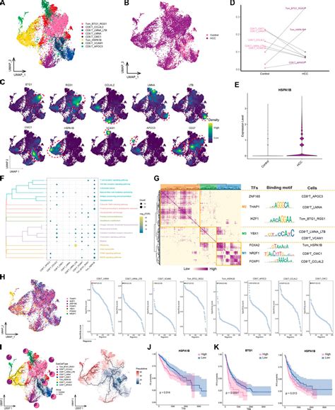 Frontiers Single Cell RNA Sequencing Reveals Cell Subpopulations In