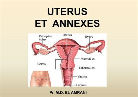 SOLUTION Uterus Annexes Studypool