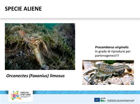 Confronto Sulle Buone Pratiche Per La Gestione Delle Specie Aliene