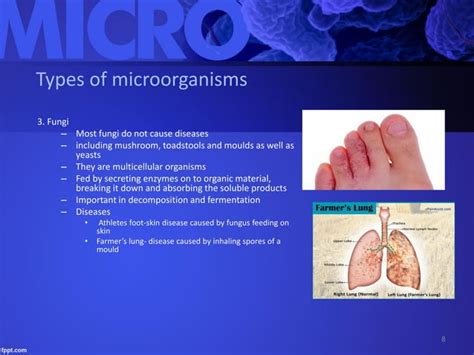 Edexcel Igcse Human Biology Chapter 13 Microorganisms And Diseases