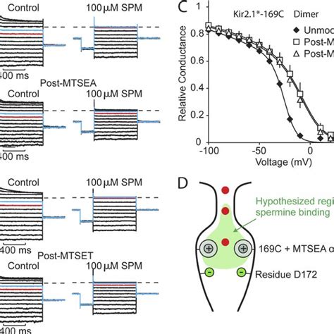 Slow Spermine Unbinding Coincides With The Steeply Voltage Dependent