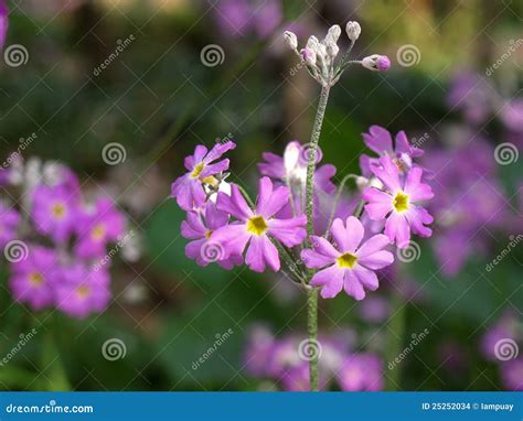 Violet Flower On Field Stock Photo Image Of Closeup 25252034