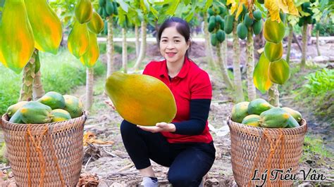 Harvest Papaya Goes To The Market Sell Harvesting And Cooking