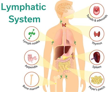 Human Circulatory System CBSE Class Notes Online Classnotes123