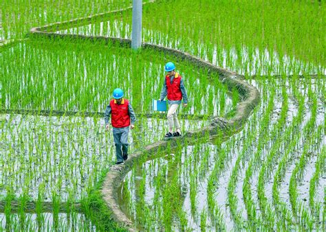 国网温州供电公司：电力赋能 铺就乡村振兴共富路 新闻中心 温州网