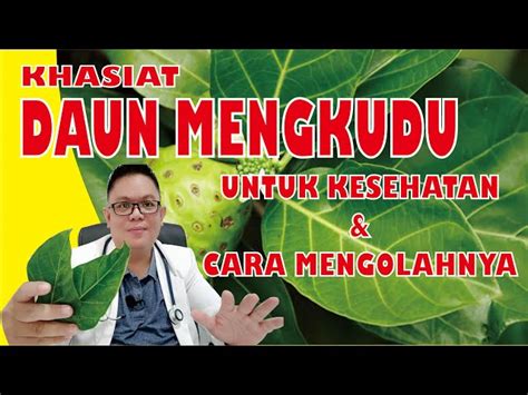 Temukan Manfaat Daun Mengkudu Untuk Kesehatan Yang Bikin Kamu