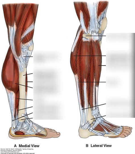 Medial View Lower Leg Diagram Quizlet