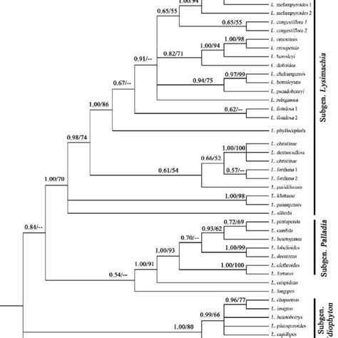 The Phylogram Of Bayesian Inference BI Tree From The ITS Sequence