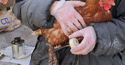 La Gale Des Pattes Chez Les Poules Bien L Identifier Et La Soigner