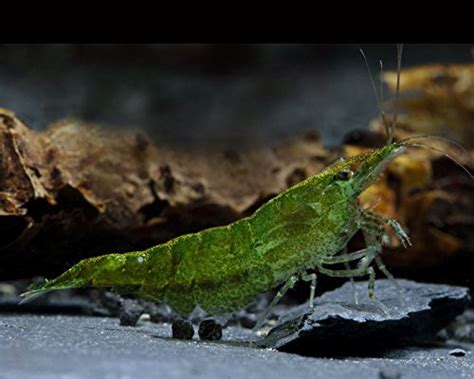 Green Jade Garnele Neocaridina Davidi Var St Ck Aquaristik Shop