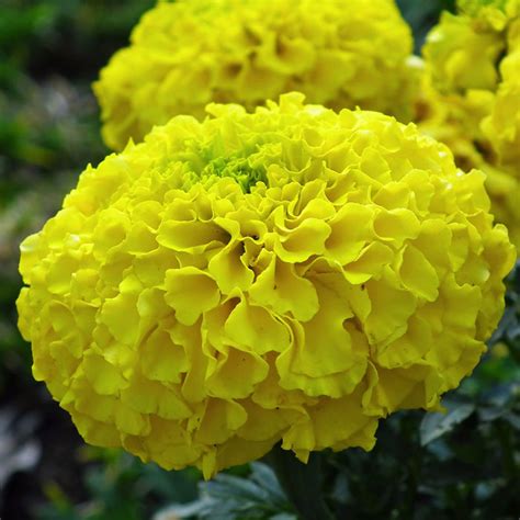 Buy African Marigold seeds online in India.