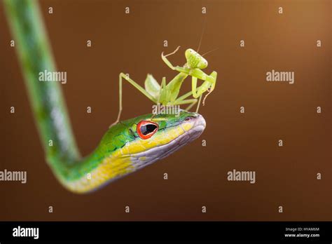 Praying mantis looking back hi-res stock photography and images - Alamy