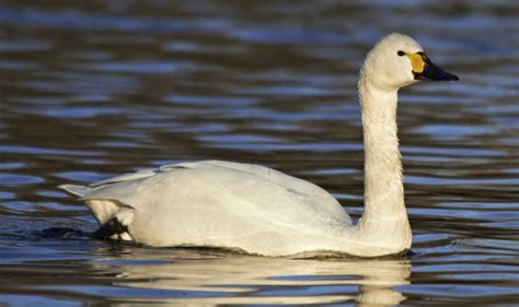 How Exactly Is A Trumpeter Swan Different From A Tundra Swan