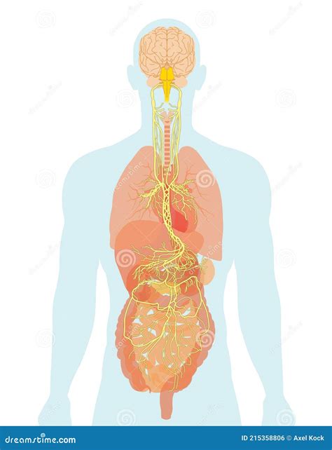 Vagus Nerve And Human Organs Medically Illustration Stock Illustration