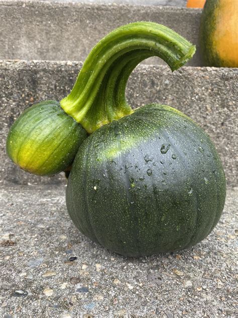 The Cutest Pumpkin Twins Came Out Of My Patch This Year Just Intime For