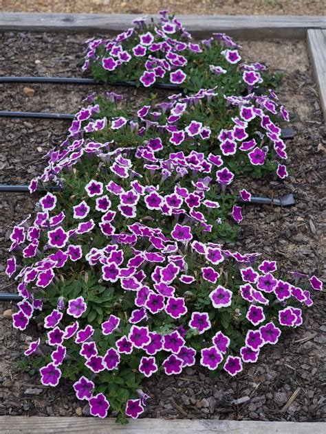 Petunia Supertunia Hoopla Vivid Orchid Truck Crops Trial Garden