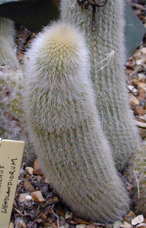 Cleistocactus Brookei