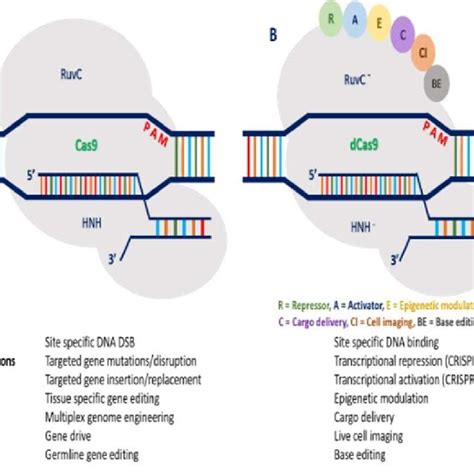 Assembly Of Crispr Cas9 Complex A Critical Features Of Cas9 Grna Download Scientific Diagram