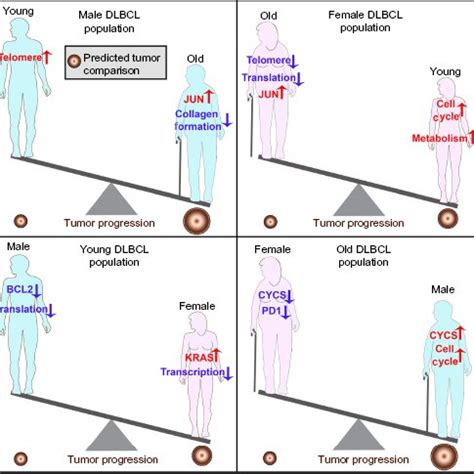 Schematic Of DLBCL Growth Differences Associated With Age And Sex