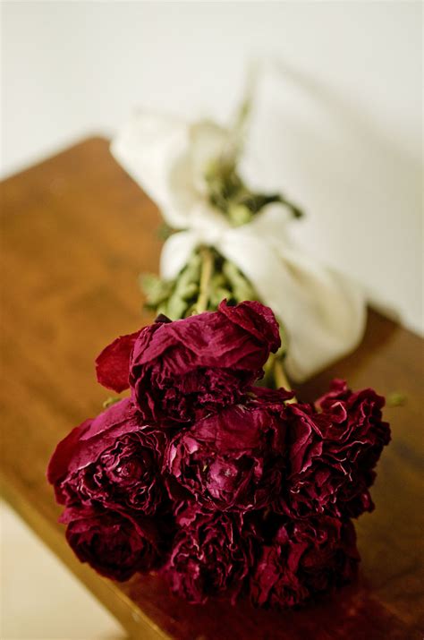 Dried Burgundy Peonies The Blaithin Blair Shop