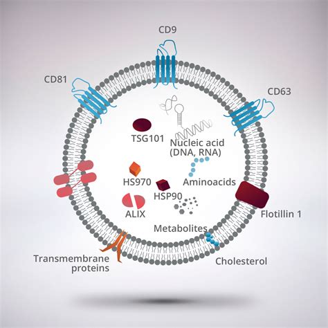 Synthetic Exosomes Nanovex