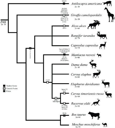 A Dendrogram Representing Phylogenetic Relationships Between The